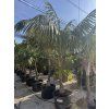 Howea Forsteriana 400 cm