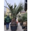 Jubaea chilensis, chilská palma 240 cm