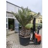 Jubaea chilensis, chilská palma 240 cm