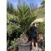 Jubaea chilensis, chilská palma 240 cm