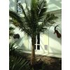 Ravenea rivularis, 300 cm