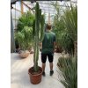 Euphorbia ingens 200 cm