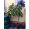 Citrus Limequat 150 cm