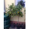 Citrus Limequat 170 cm