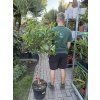 Citrus Limequat 170 cm