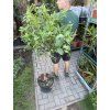 Citrus Limequat 170 cm