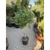 Citrus Limequat 150 cm