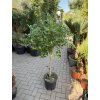 Citrus Limequat 170 cm