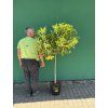 Citrus Limequat 170 cm
