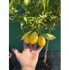 Citrus Limequat 170 cm