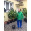 Citrus Limequat 170 cm