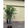 Citrus Limequat 160 cm