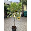 Citrus Limequat 160 cm