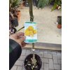 Citrus Limequat 160 cm