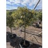 Citrus Kumquat Variegata 160 cm