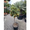 Citrus Kumquat 150 cm