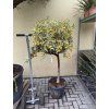 Citrus Kumquat Variegata 160 cm