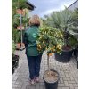 Citrus Kumquat 160 cm