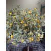 Citrus Kumquat Variegata 160 cm