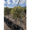 Citrus Kumquat Variegata 160 cm
