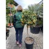 Citrus Kumquat 150 cm