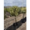 Citrus Kumquat Variegata 160 cm