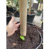 Citrus Kumquat 200 cm