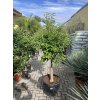 Citrus Kumquat 200 cm