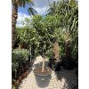 Citrus Kumquat 200 cm