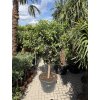 Citrus Kumquat 200 cm