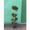 Dracaena Compacta 150 cm