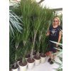Dracaena marginata, dracena, původ rostliny Španělsko. 170 cm