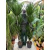 Dracaena marginata, dracena, původ rostliny Španělsko. 170 cm