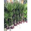 Dracaena marginata, dracena, původ rostliny Španělsko. 170 cm