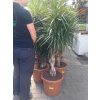 Dracaena marginata, dracena,kmen pomlázka, původ rostliny Španělsko. 150+ cm