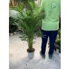 Areca lutescens, chrysalidocarpus, dypsis. 110 cm