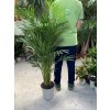 Areca lutescens, chrysalidocarpus, dypsis. 140 cm