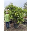 Citrus citrofortunella mitis 190-200 cm