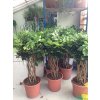 Schefflera 150 cm