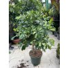 Schefflera 150 cm