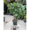 Schefflera 150 cm