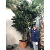 Dracaena Reflexa song of Jamaica 5m