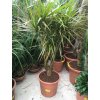 Dracaena marginata, dracena, původ rostliny Španělsko. 130 cm