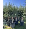 Olea europea - Olivovník exclusiv 210 cm +