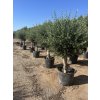 Olea europea - Olivovník exclusiv 210 cm +