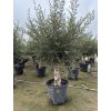 Olea europea - Olivovník exclusiv 210 cm +
