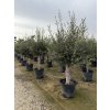 Olea europea - Olivovník exclusiv 210 cm +