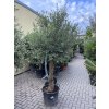 Olea europea - Olivovník exclusiv 210 cm +