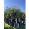 Olea europea - Olivovník exclusiv 210 cm +