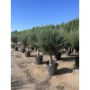 Olea europea - Olivovník exclusiv 210 cm +